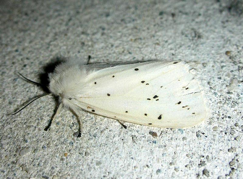 Arctiidae: Spilosoma lubricipeda